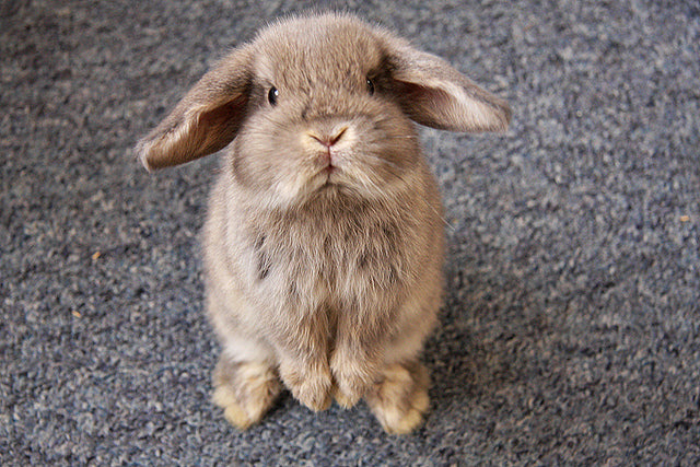 Pancake Bunny needs Money