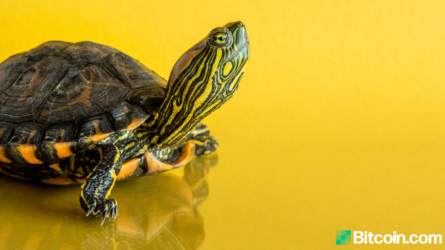 TurtleDex Rug Pull